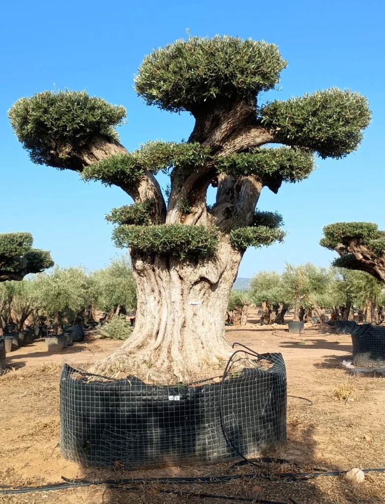 OPR24 - Olea Europaea Pompón ejemplar cent. REF 24 Malla Metálica