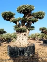 OPR24 - Olea Europaea Pompón ejemplar cent. REF 24 Malla Metálica