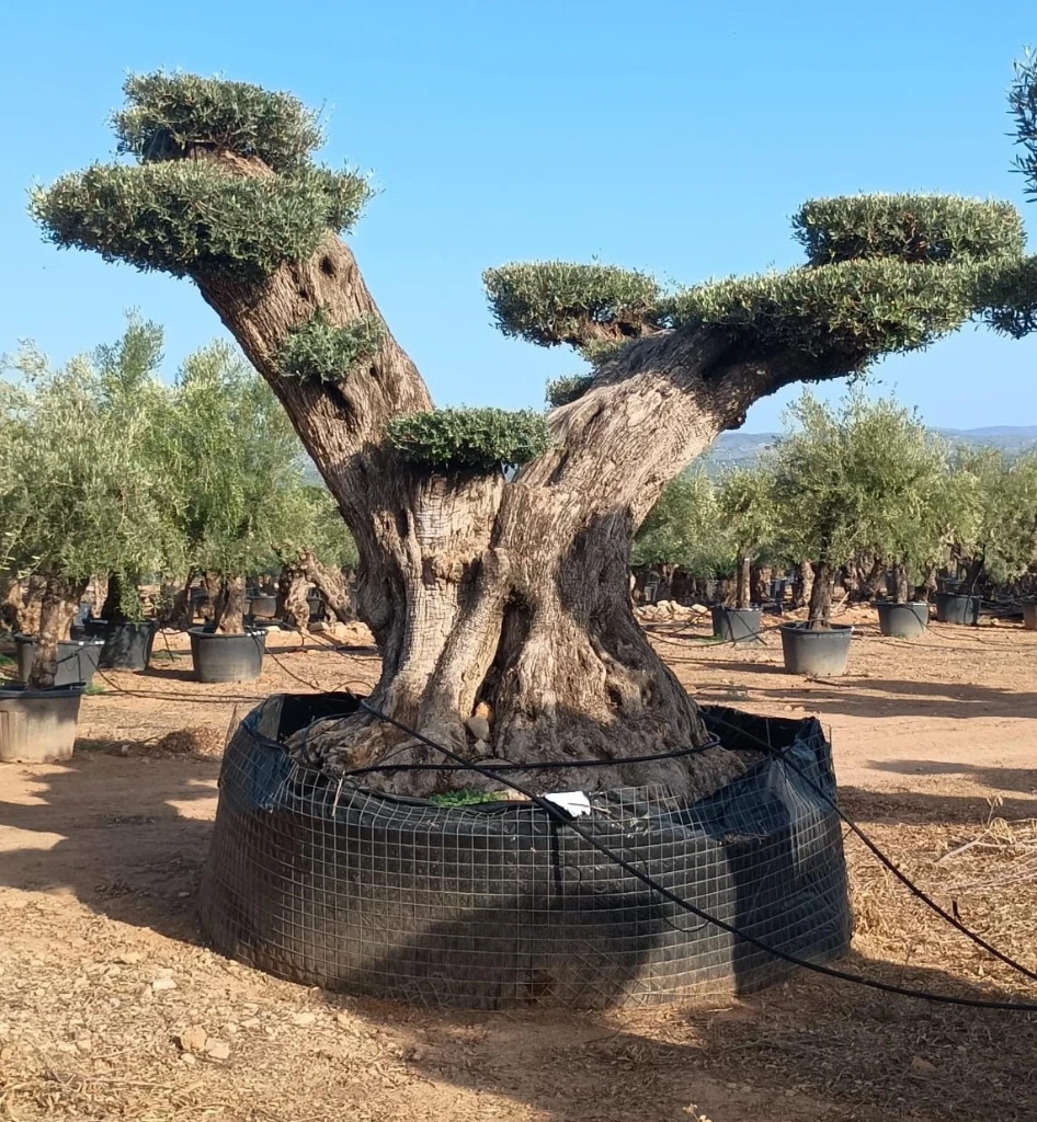 OPR24 - Olea Europaea Pompón ejemplar cent. REF 24 Malla Metálica