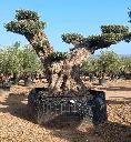 OPR24 - Olea Europaea Pompón ejemplar cent. REF 24 Malla Metálica