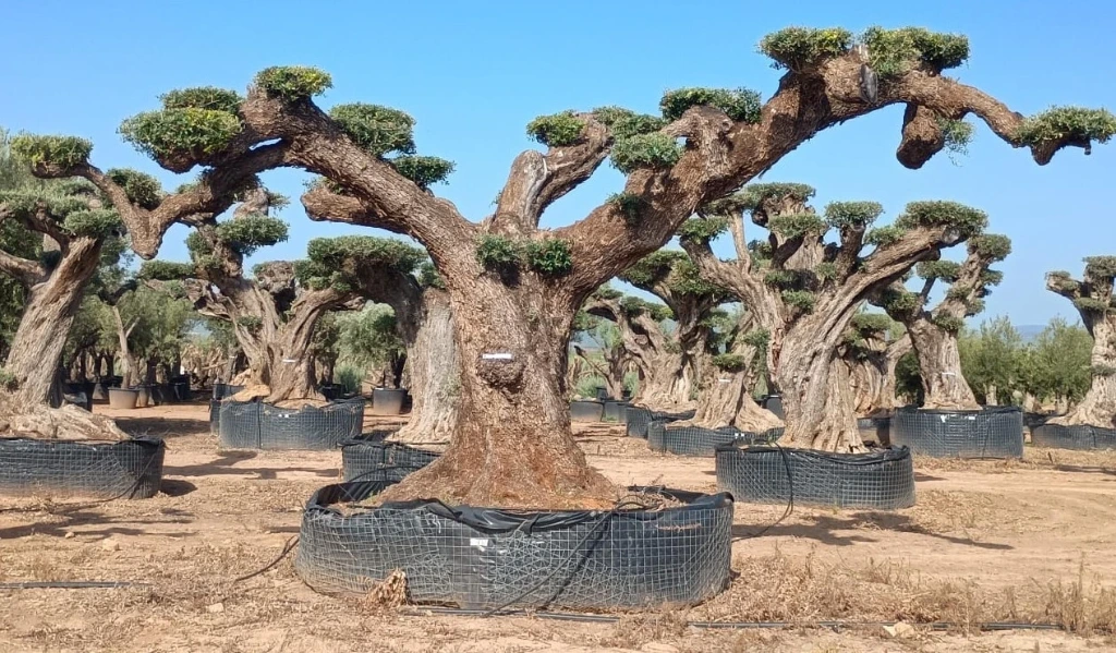 OPR25 - Olea Europaea Pompón ejemplar cent. REF 25 Malla Metálica
