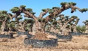 OPR25 - Olea Europaea Pompón ejemplar cent. REF 25 Malla Metálica