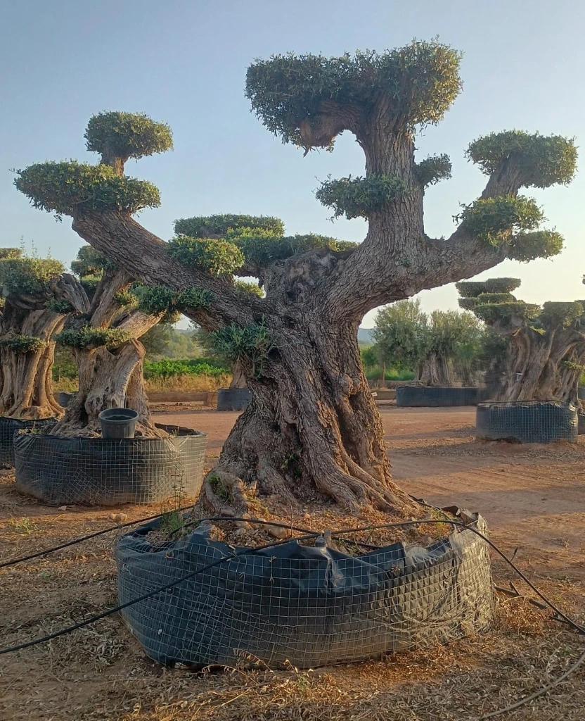 OPR25 - Olea Europaea Pompón ejemplar cent. REF 25 Malla Metálica