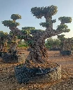 OPR25 - Olea Europaea Pompón ejemplar cent. REF 25 Malla Metálica