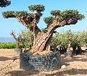 OPR25 - Olea Europaea Pompón ejemplar cent. REF 25 Malla Metálica
