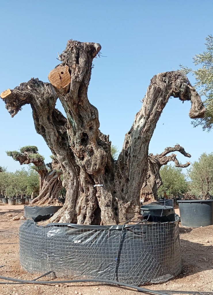 OPR27 - Olea Europaea Pompón ejemplar cent. REF 27 Malla Metálica