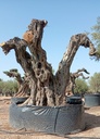 OPR27 - Olea Europaea Pompón ejemplar cent. REF 27 Malla Metálica