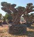 OPR27 - Olea Europaea Pompón ejemplar cent. REF 27 Malla Metálica
