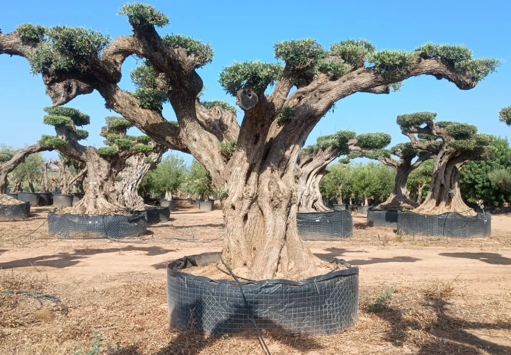 OPR28 - Olea Europaea Pompón ejemplar cent. REF 28 Malla Metálica