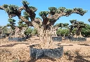 OPR28 - Olea Europaea Pompón ejemplar cent. REF 28 Malla Metálica