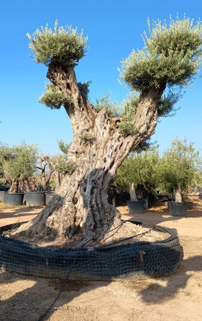 OPR28 - Olea Europaea Pompón ejemplar cent. REF 28 Malla Metálica