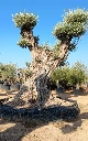 OPR28 - Olea Europaea Pompón ejemplar cent. REF 28 Malla Metálica