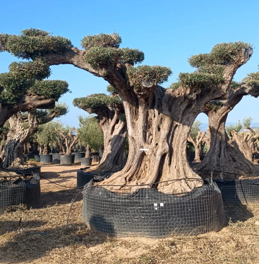 OPR29 - Olea Europaea Pompón ejemplar cent. REF 29 Malla Metálica