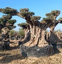 OPR29 - Olea Europaea Pompón ejemplar cent. REF 29 Malla Metálica