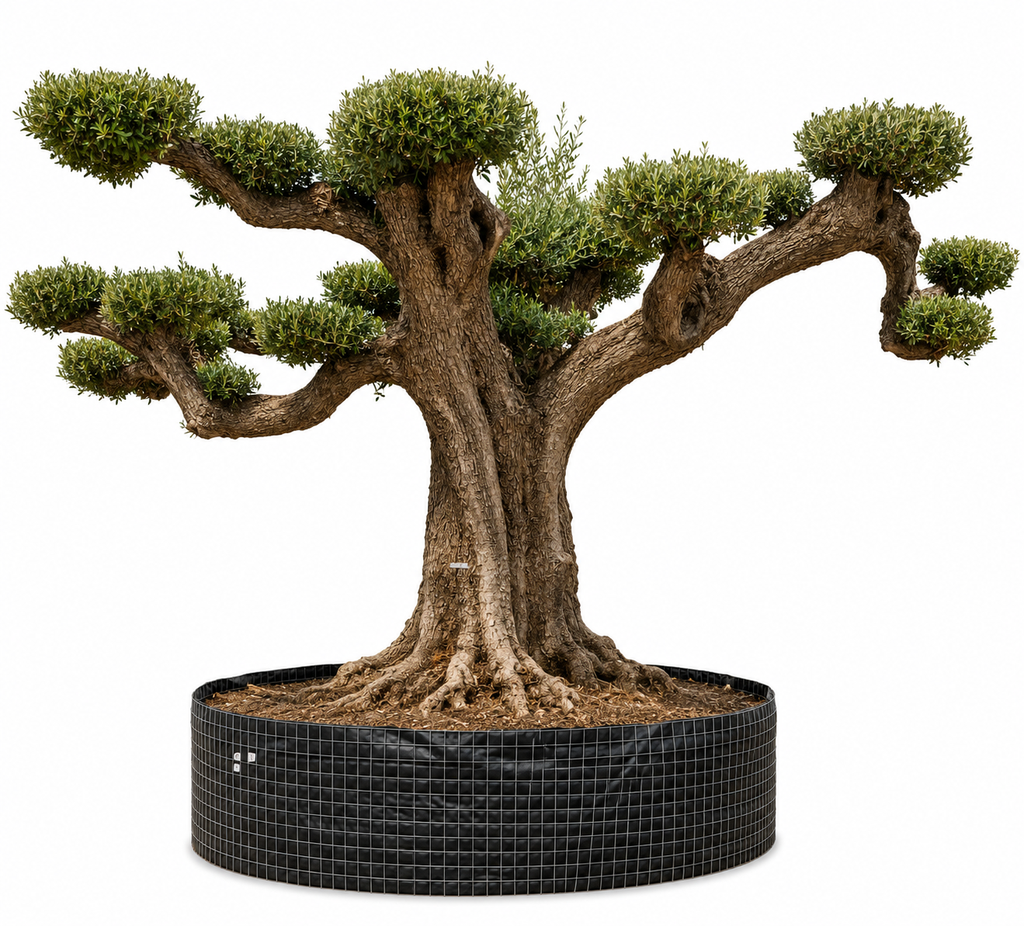 OPR30 - Olea Europaea Pompón ejemplar cent. REF 30 Malla Metálica