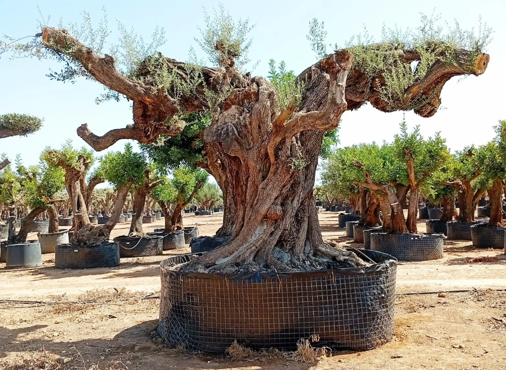 OPR30 - Olea Europaea Pompón ejemplar cent. REF 30 Malla Metálica