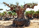 OPR30 - Olea Europaea Pompón ejemplar cent. REF 30 Malla Metálica