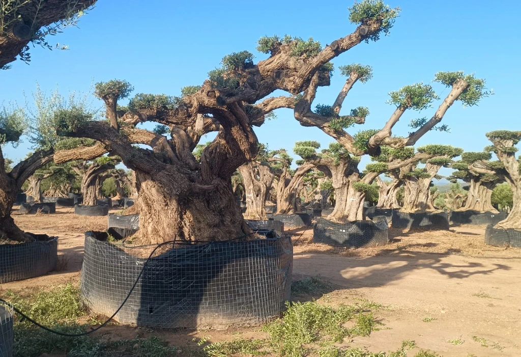OPR30 - Olea Europaea Pompón ejemplar cent. REF 30 Malla Metálica