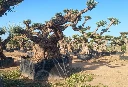 OPR30 - Olea Europaea Pompón ejemplar cent. REF 30 Malla Metálica