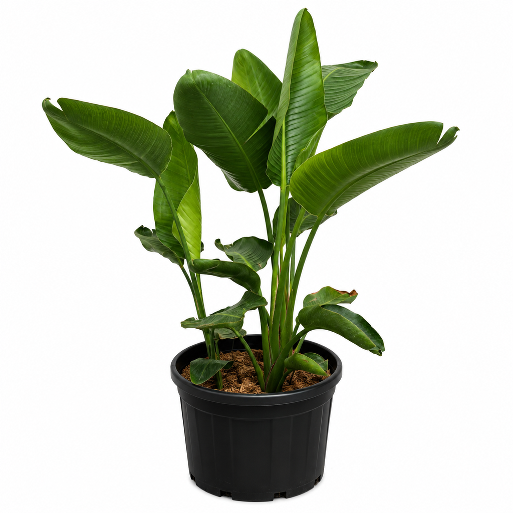SN70 - Strelitzia Nicolai Multitronco