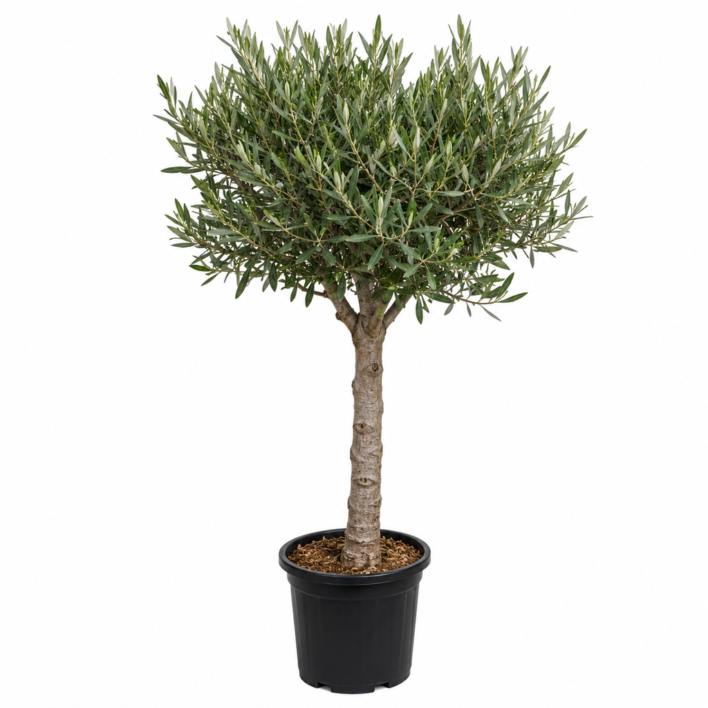 [ONB16] ONB16 - Olea Europaea Forma bola 1/4 de tronco