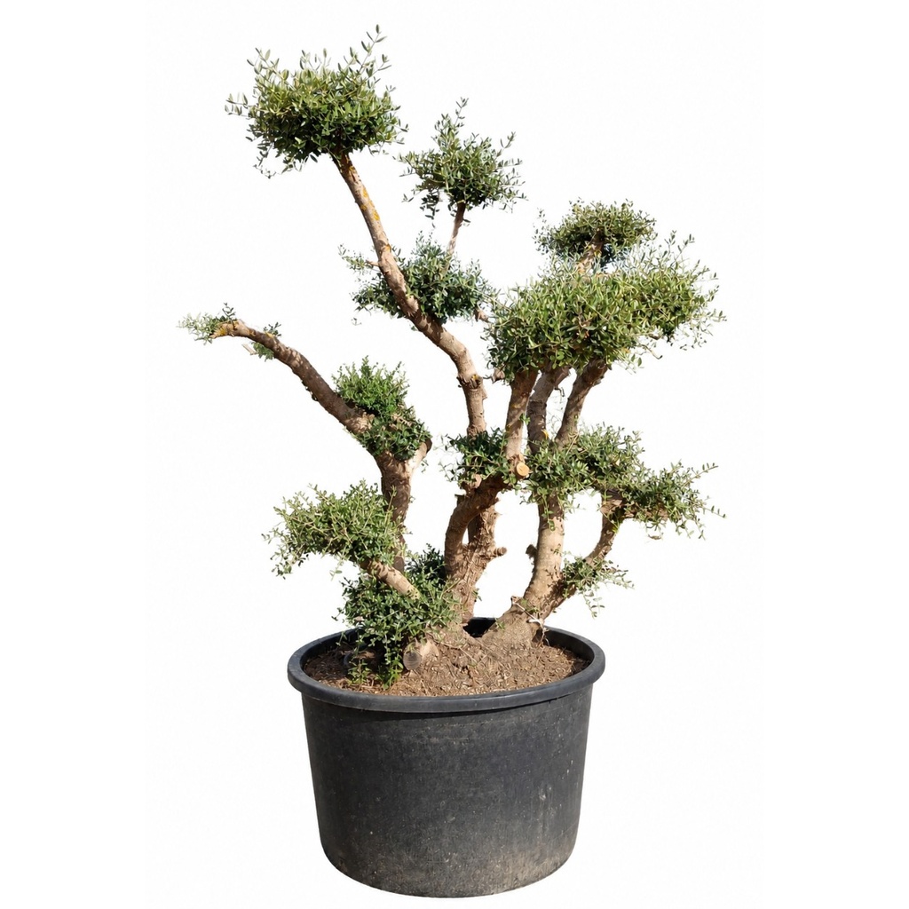 [OFP285] OFP285- Olea Europaea Pompón platos
