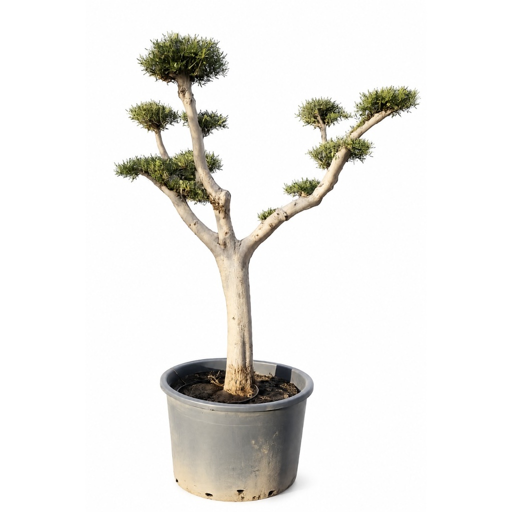 OFP230 - Olea Europaea Pompón platos