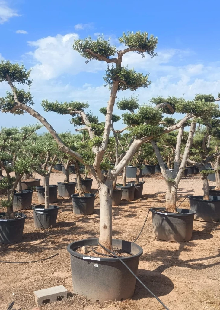 OFP230 - Olea Europaea Pompón platos
