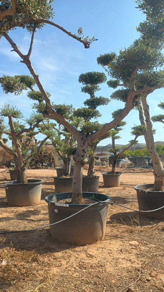 OFP230 - Olea Europaea Pompón platos