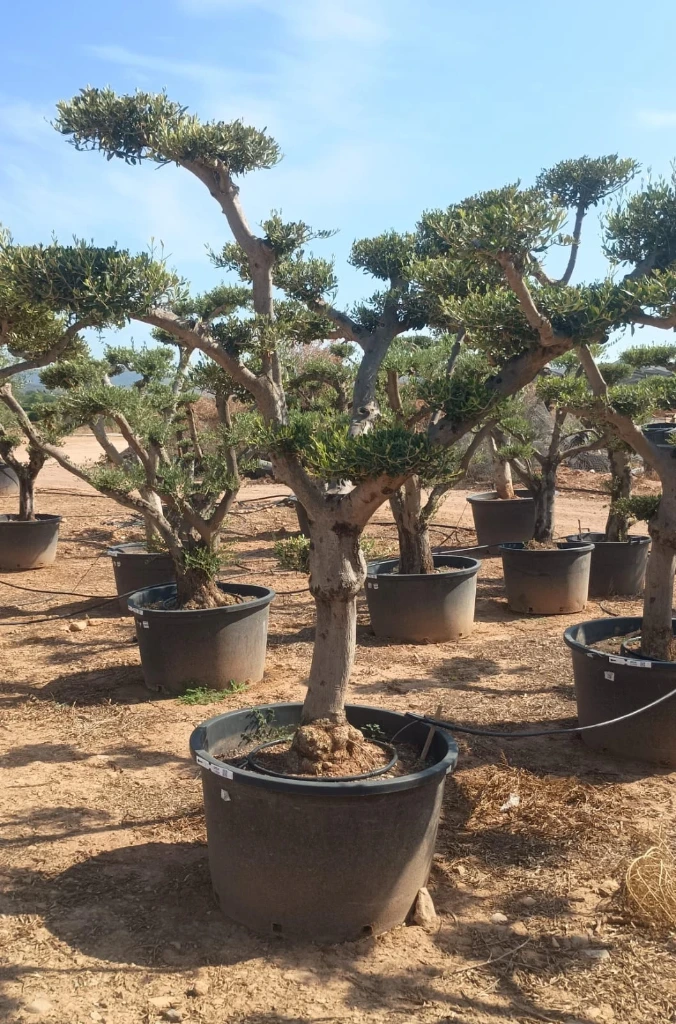 OFP230 - Olea Europaea Pompón platos