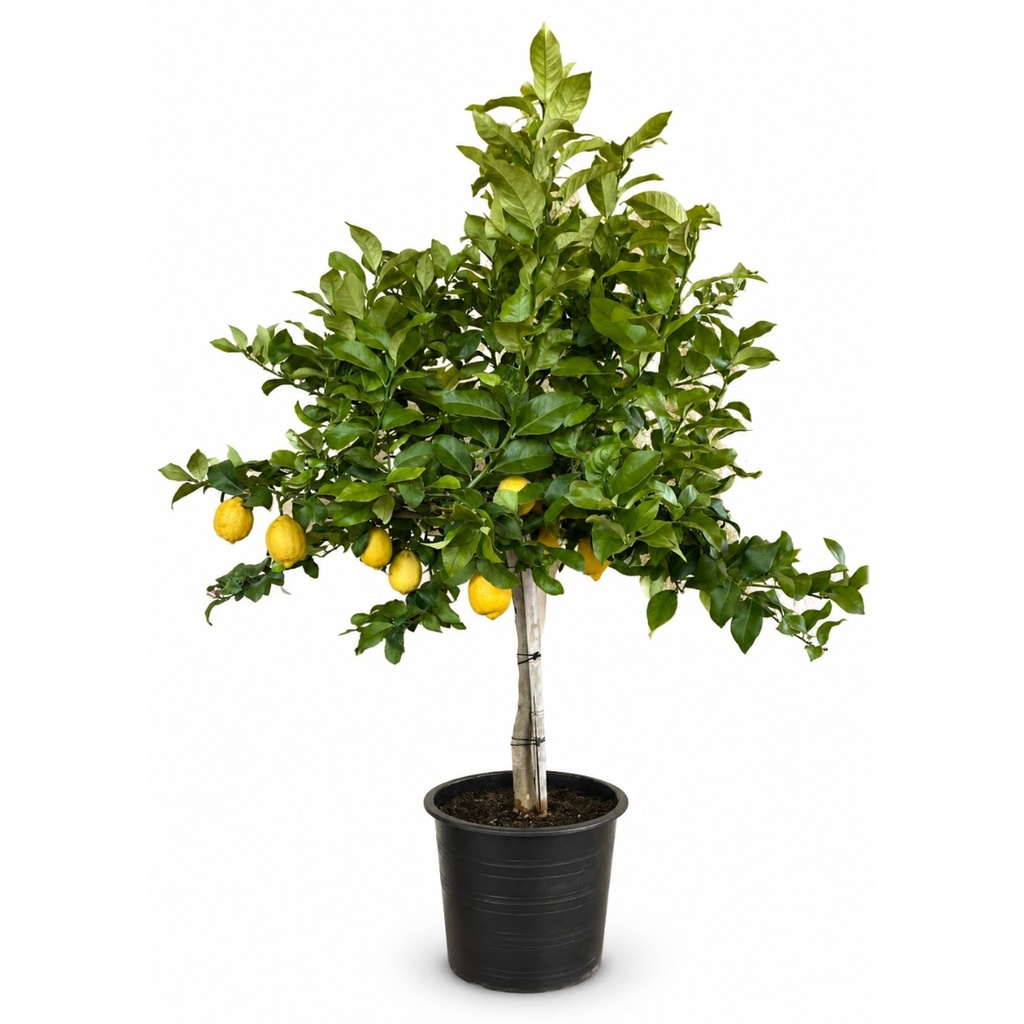 LIM15 - Citrus Limon