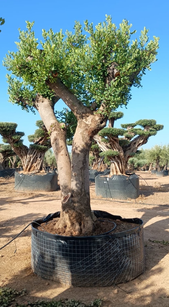 CS120 - Ceratonia Siliqua