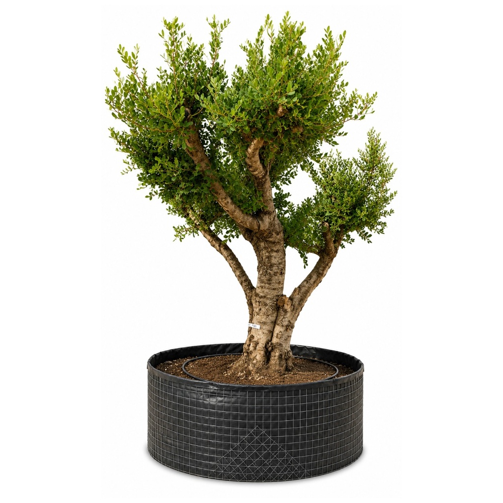 CS60 - Ceratonia Siliqua (GENERICO [CS60])