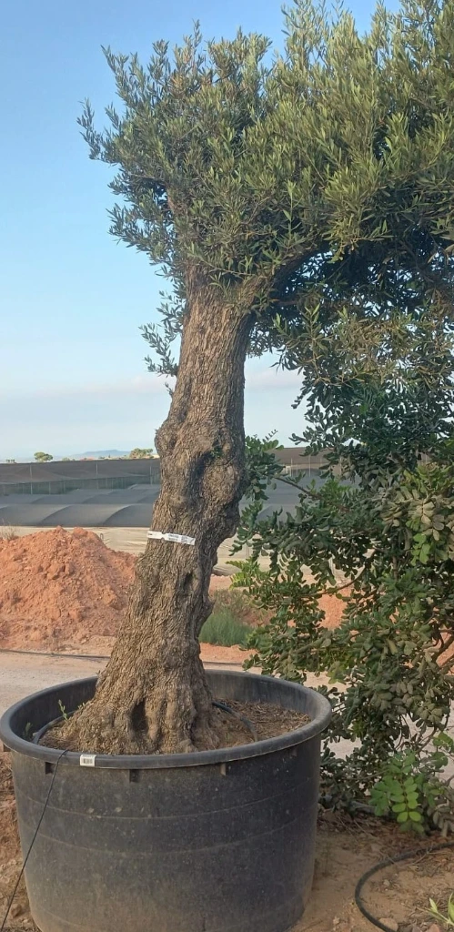 ONCA80 - Olea Europaea Alto