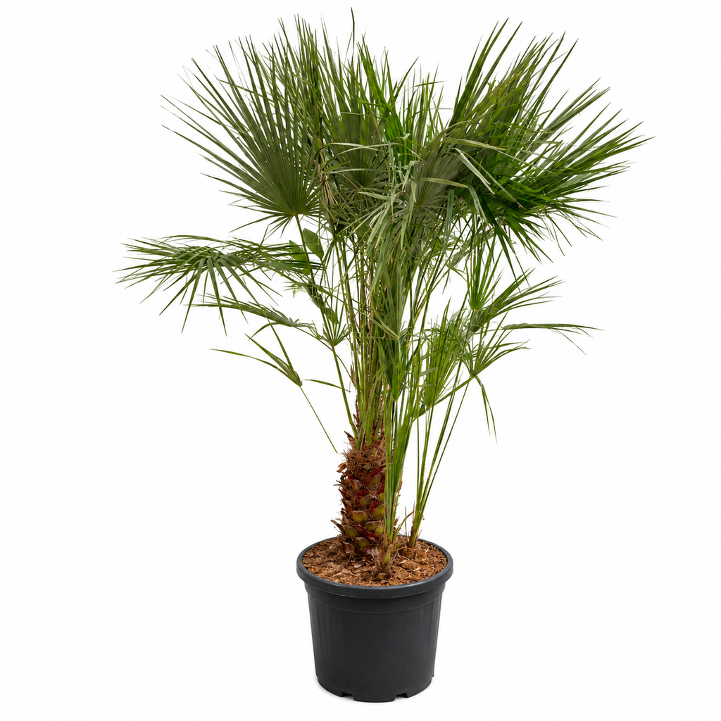 [CHM35] CHM35 - Chamaerops Humilis Multitronco