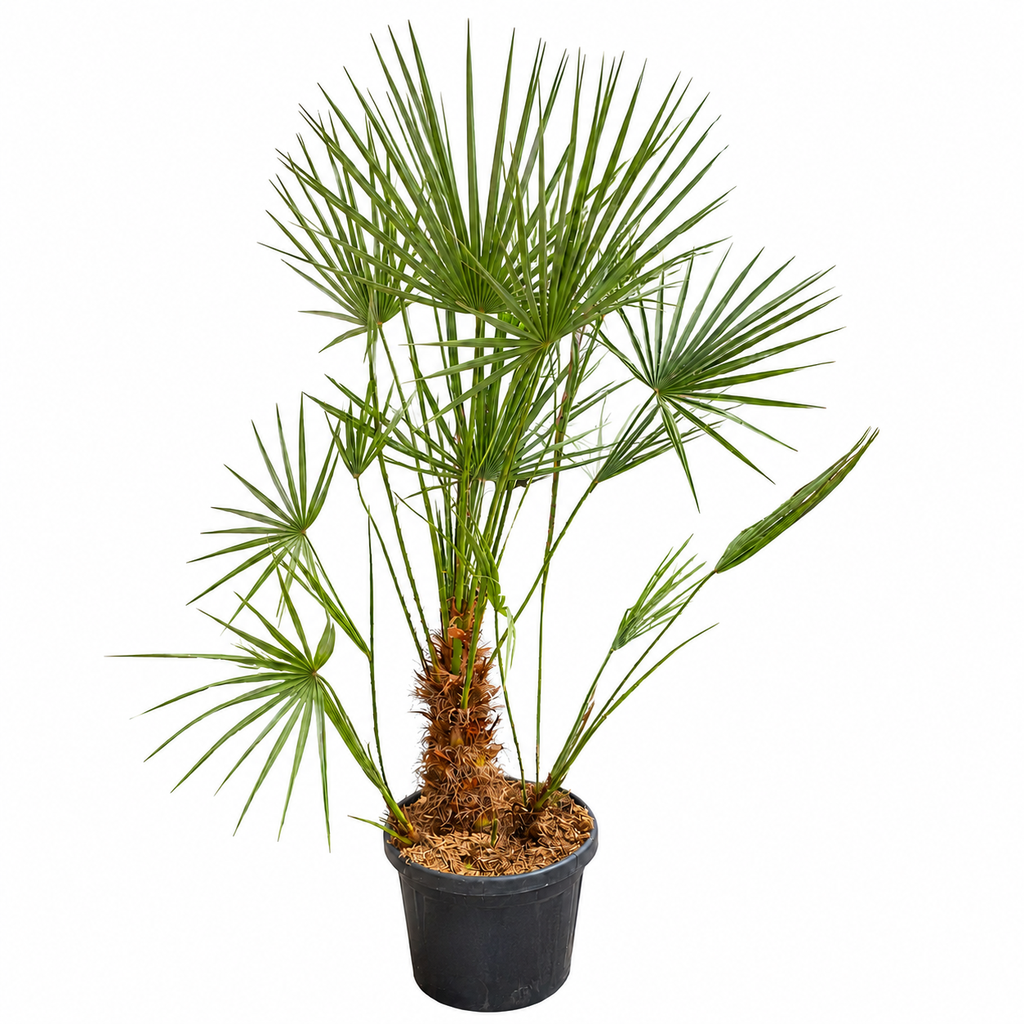 [CHM25] CHM25 - Chamaerops Humilis Multitronco