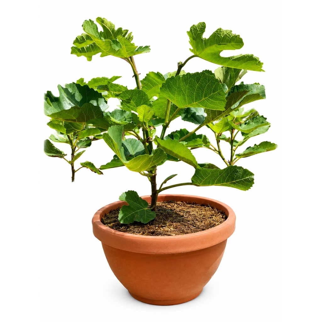[FCT14] FCT14 - Ficus Carica en Terrina