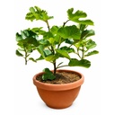 FCT14 - Ficus Carica en Terrina
