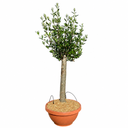 OCT14 - Olea Europaea Copa en Terrina