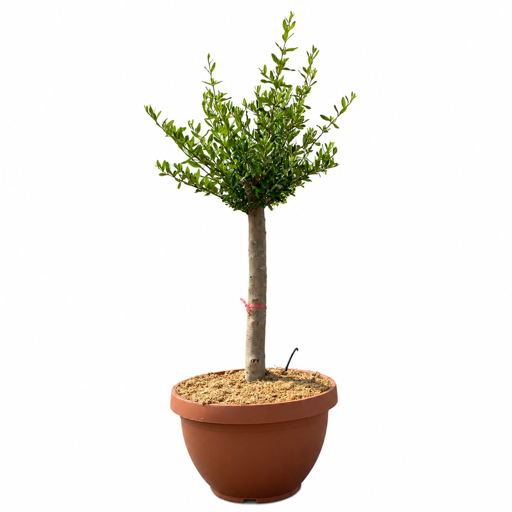 OCT23 - Olea Europaea Copa en Terrina