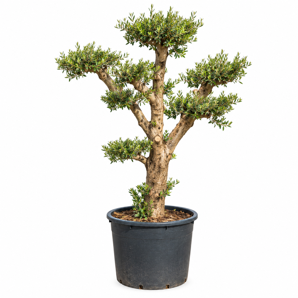 OFP70 - Olea Europaea Pompón platos / nube