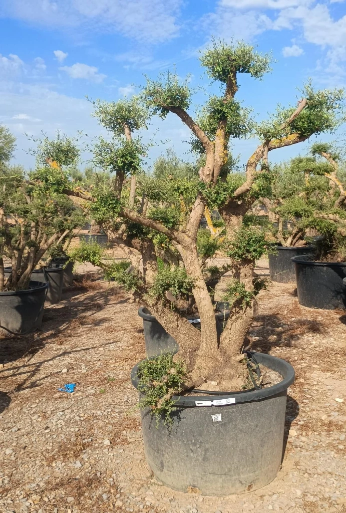 OPC285 - Olea Europaea Pompón
