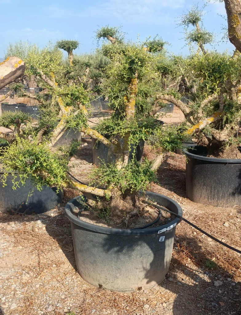 OPC285 - Olea Europaea Pompón