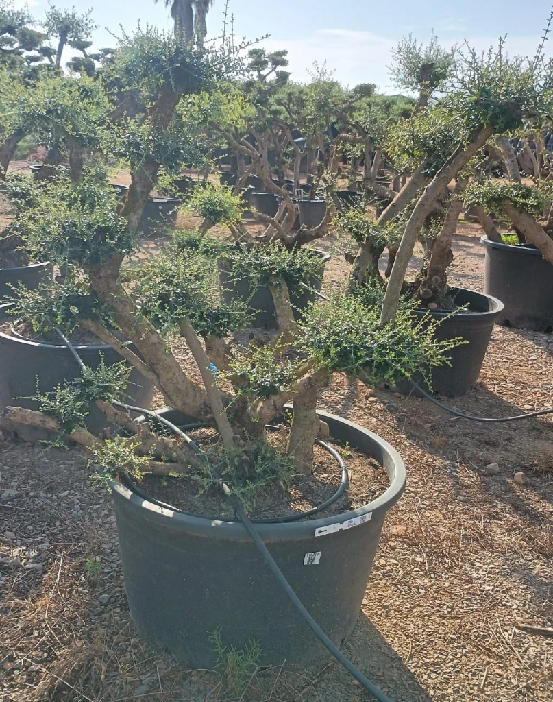 OPC285 - Olea Europaea Pompón