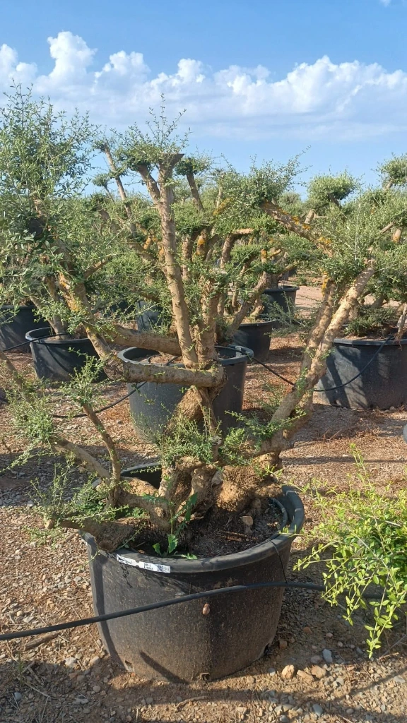 OPC285 - Olea Europaea Pompón