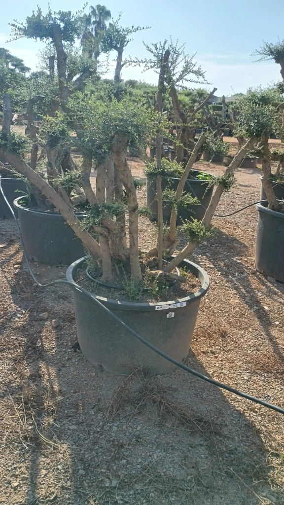 OPC285 - Olea Europaea Pompón