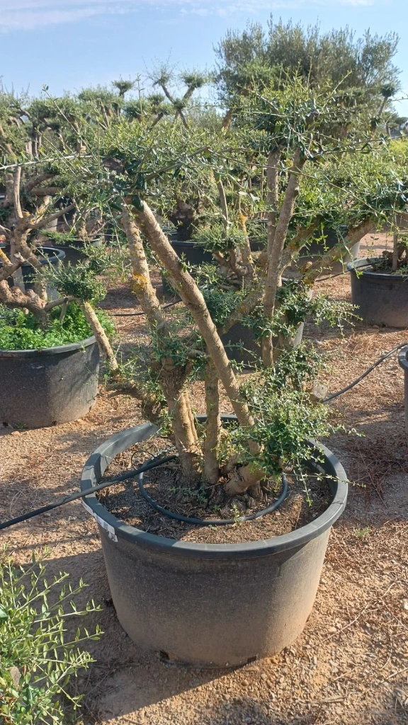 OPC285 - Olea Europaea Pompón