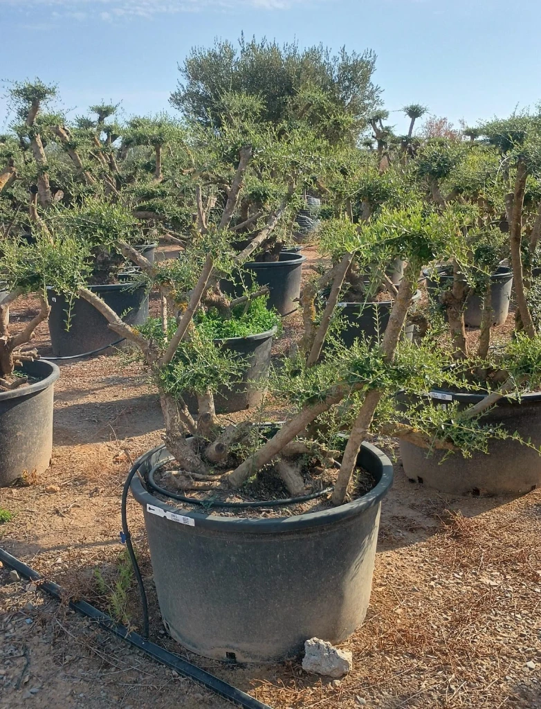 OPC285 - Olea Europaea Pompón