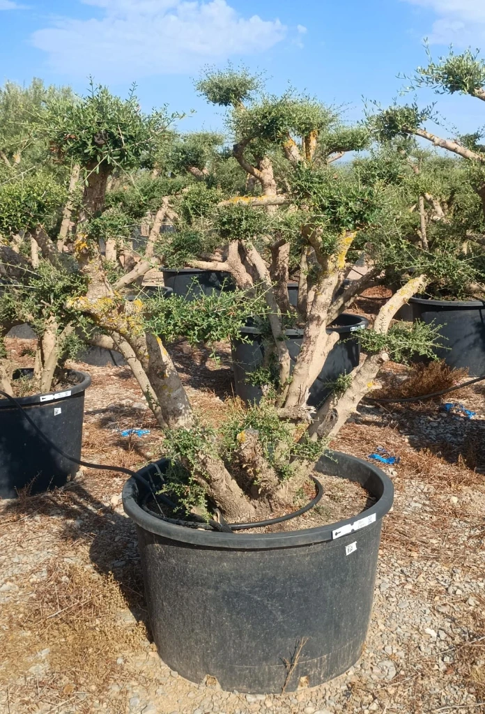 OPC285 - Olea Europaea Pompón