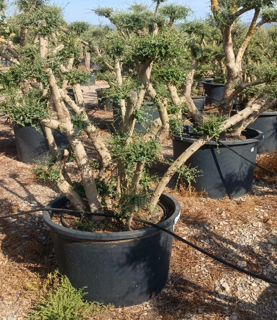 OPC285 - Olea Europaea Pompón
